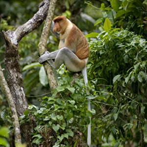 Proboscis monkey - adult male waking up, waiting