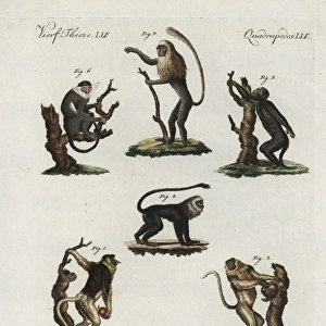 Proboscis monkey, king colobus, tamarin, howler and langur