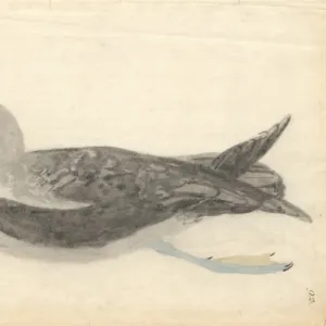 Procellaria cinerea, grey petrel