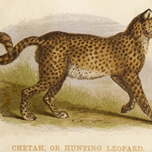 Profile of a Cheetah