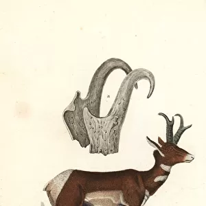 Pronghorn or prong-horned antelope, Antilocapra americana