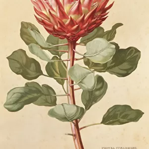 Protea cynaroides, king protea