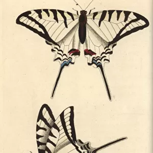 Protesilaus butterfly, Protesilaus protesilaus