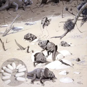 Protoceratops