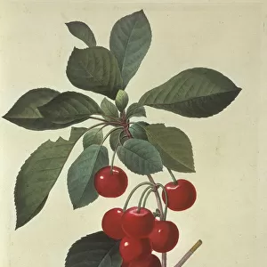 Prunus cerasus, sour cherry tree