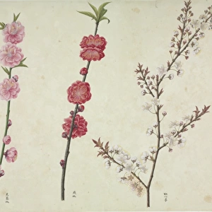 Prunus cv
