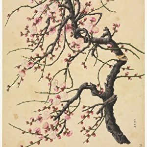 Prunus cv. hybrid tree