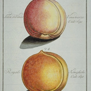 Prunus sp. (23) breast of Venus peach (24) royal peach