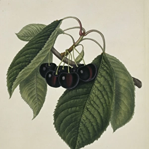Prunus sp. cherry (Black Circassian Cherry)