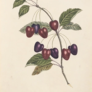 Prunus sp. cherry tree