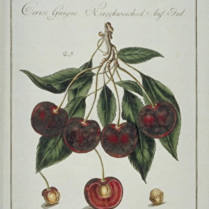 Prunus sp. heart cherry