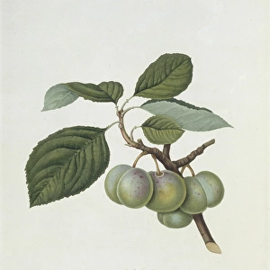 Prunus sp. plum (The Green Gage Plum)