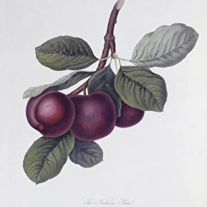 Prunus sp. plum (The Nectarine Plum)