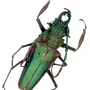 Psalidognathus friendi, longhorn beetle