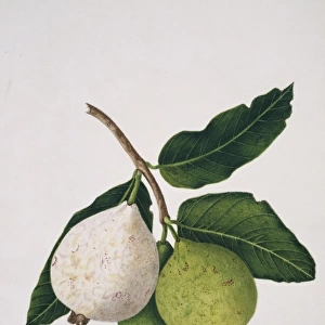 Psidium pyriferum, red guava