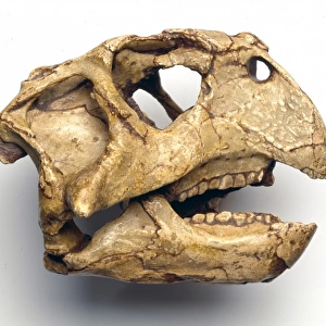 Psittacosaurus skull