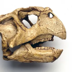 Psittacosaurus skull