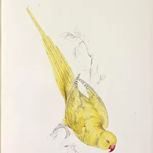Psittacula krameri manillensis, Indian ringneck parakeet (Lu