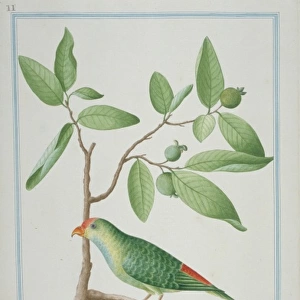 Psittaculirostris sp. fig parrot