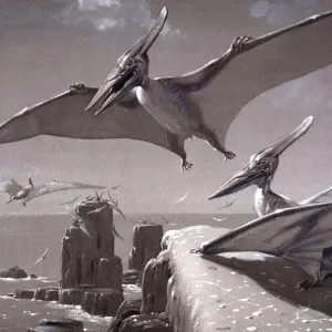 Pteranodon