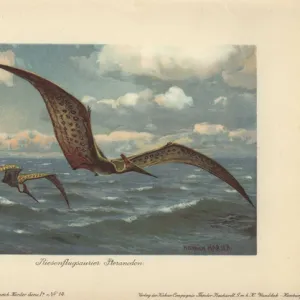 Pteranodon, large flying pterosaur from the