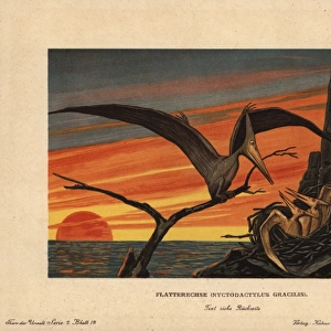 Pteranodon, Nyctodactylus gracilis, extinct