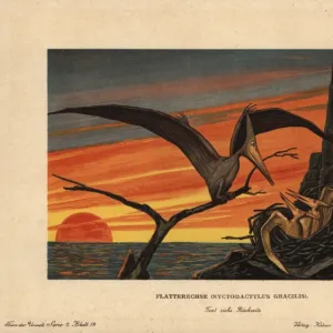 Pteranodon, Nyctodactylus gracilis, extinct