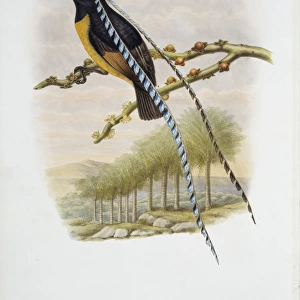 Pteridophora alberti, King of Saxony bird-of-paradise
