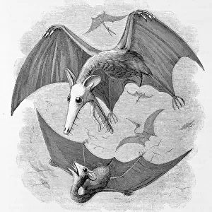 Pterodactyls considered as marsupial bats