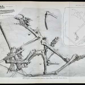 Pterodactylus macronyx Pterodactylus macronyx