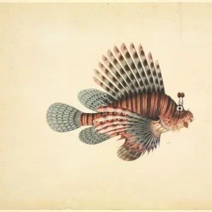 Pterois volitans, red lionfish