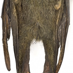 Pteropus poliocephalus, grey-headed flying-fox