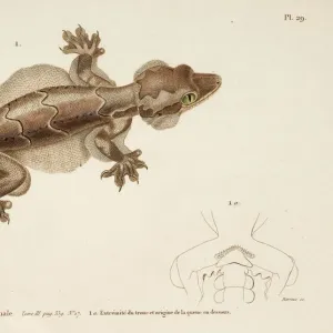 Ptychozoon kohli, flying gecko