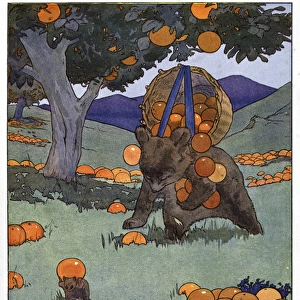 Pug Peter -- a bear gathering fallen oranges