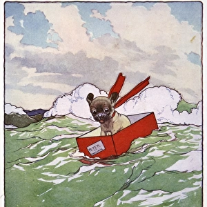 Pug Peter -- dog riding waves in a box