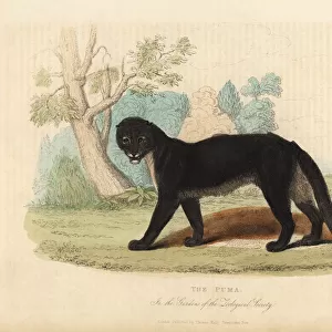 The Puma or Cougar, Puma concolor