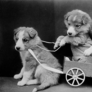 Puppies with a Cart
