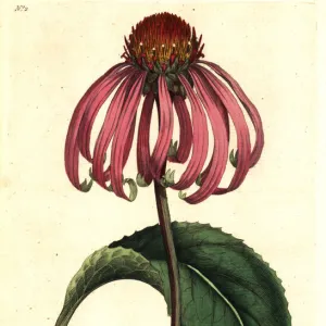 Purple coneflower, Echinacea purpurea