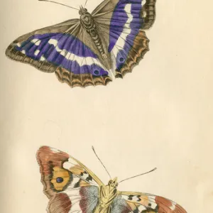 Purple Emperor Butterflies