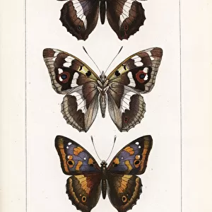 Purple emperor butterfly and lesser purple emperor