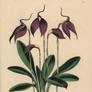 Purple masdevallia orchid, Masdevallia lindeni