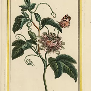 Purple passionflower, Passiflora incarnata
