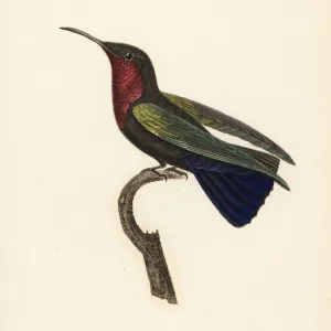 Purple-throated carib, Eulampis jugularis, male