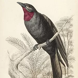 Purple-throated fruit crow, Querula purpurata