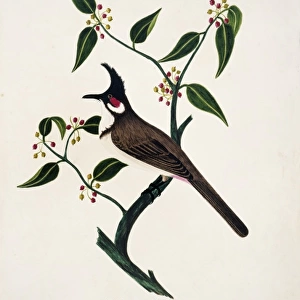 Pycnonotus jocosus, red-whiskered bulbul