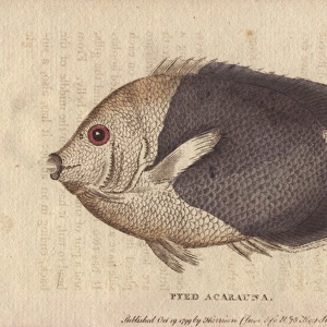 Pyed acarauna, a small American fish called