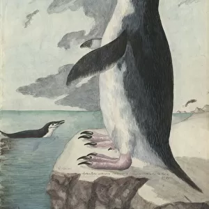 Pygoscelis antarcticus, chinstrap penguin