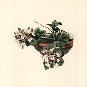 Pyranean germander, Teucrium pyrenaicum