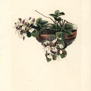 Pyranean germander, Teucrium pyrenaicum