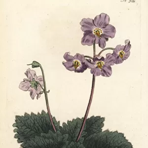 Pyrenean violet, Ramonda myconi
